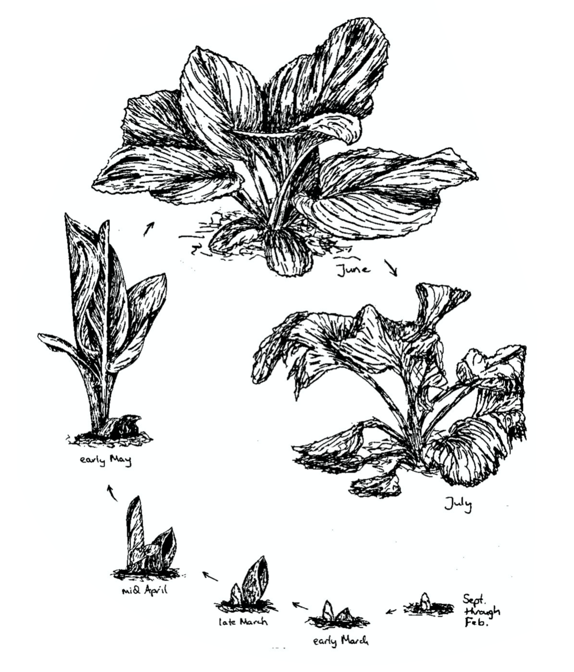 Figure 4. The development of skunk cabbage from early Spring to July, when its leaves begin to dissolve.