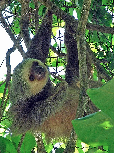 Sloth in tree