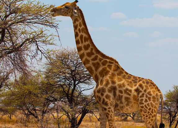 Giraffe browsing
