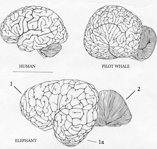 What an Elephant's Brain Reveals About Its Trunk