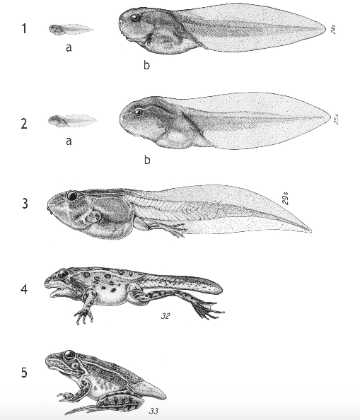 Tadpole To Frog 1994 Tadpole To Frog Developmental Stages Figures Lot