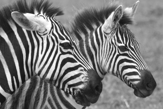 Figure 2. Two plains zebras in the Ngorongoro Crater, Tanzania. (Photo: David Dennis; Wikimedia Commons.)