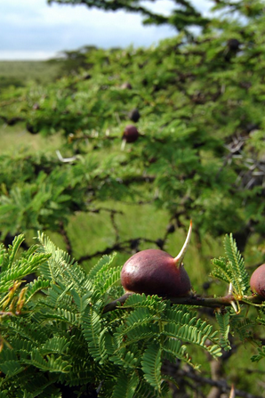 acacias ants herbivores context fall 2008