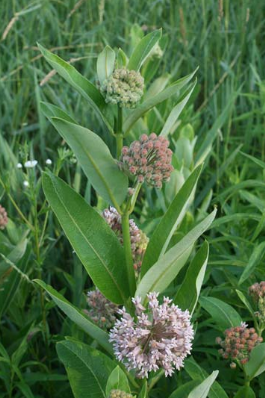 Figure 1. A common milkweed plant (Asclepias syriaca) beginning to flower.