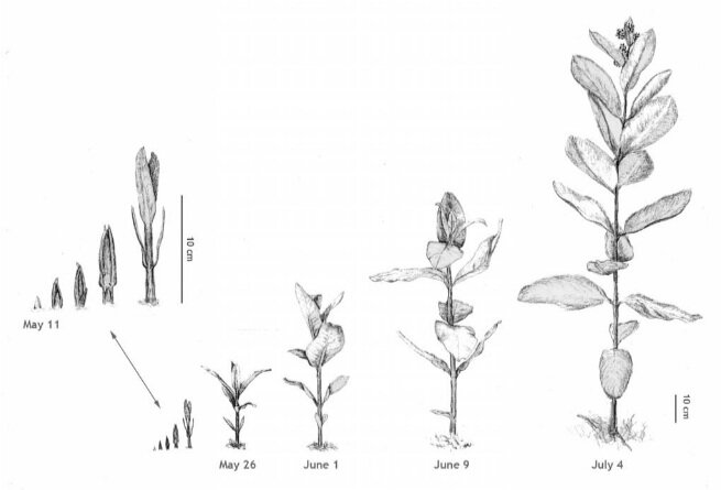 The Story Of An Organism Common Milkweed The Nature Institute Common milkweed and transparent png images free download. common milkweed