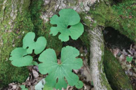 Meeting Bloodroot — The Nature Institute