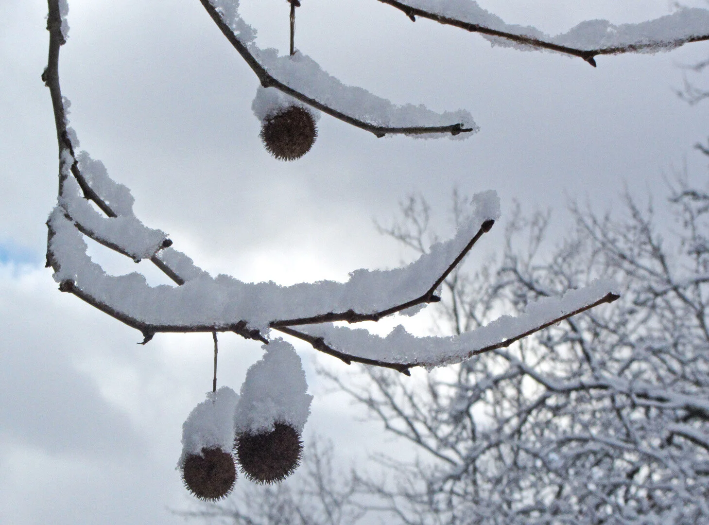 snow on sycamore fruit