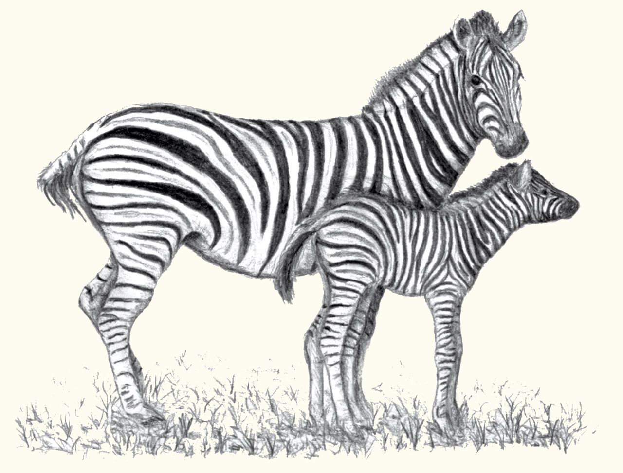 Why do zebras have stripes? — a study in holistic science