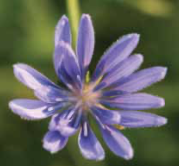 A Day in the Life of a Chicory Flower — The Nature Institute