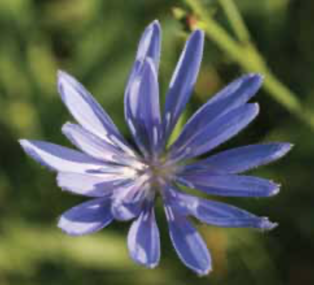 A Day in the Life of a Chicory Flower — The Nature Institute