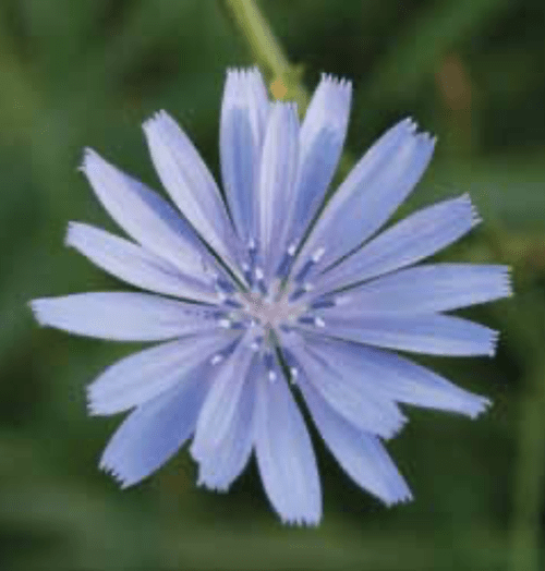 A Day in the Life of a Chicory Flower — The Nature Institute