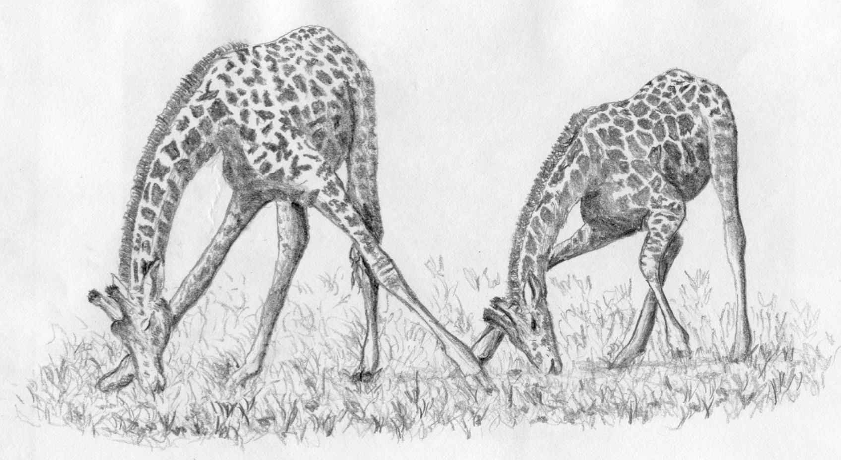 The Giraffe's Short Neck: Why Evolutionary Thought Needs a Holistic  Foundation — The Nature Institute