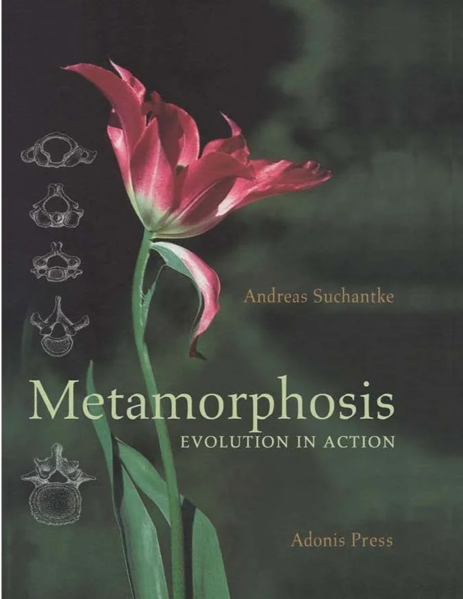 Metamorphosis — Evolution in Action