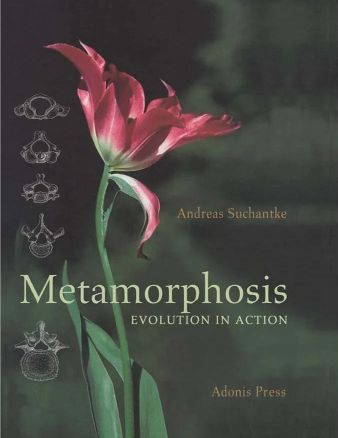Metamorphosis+Evolution+in+Action_Page_2.jpg