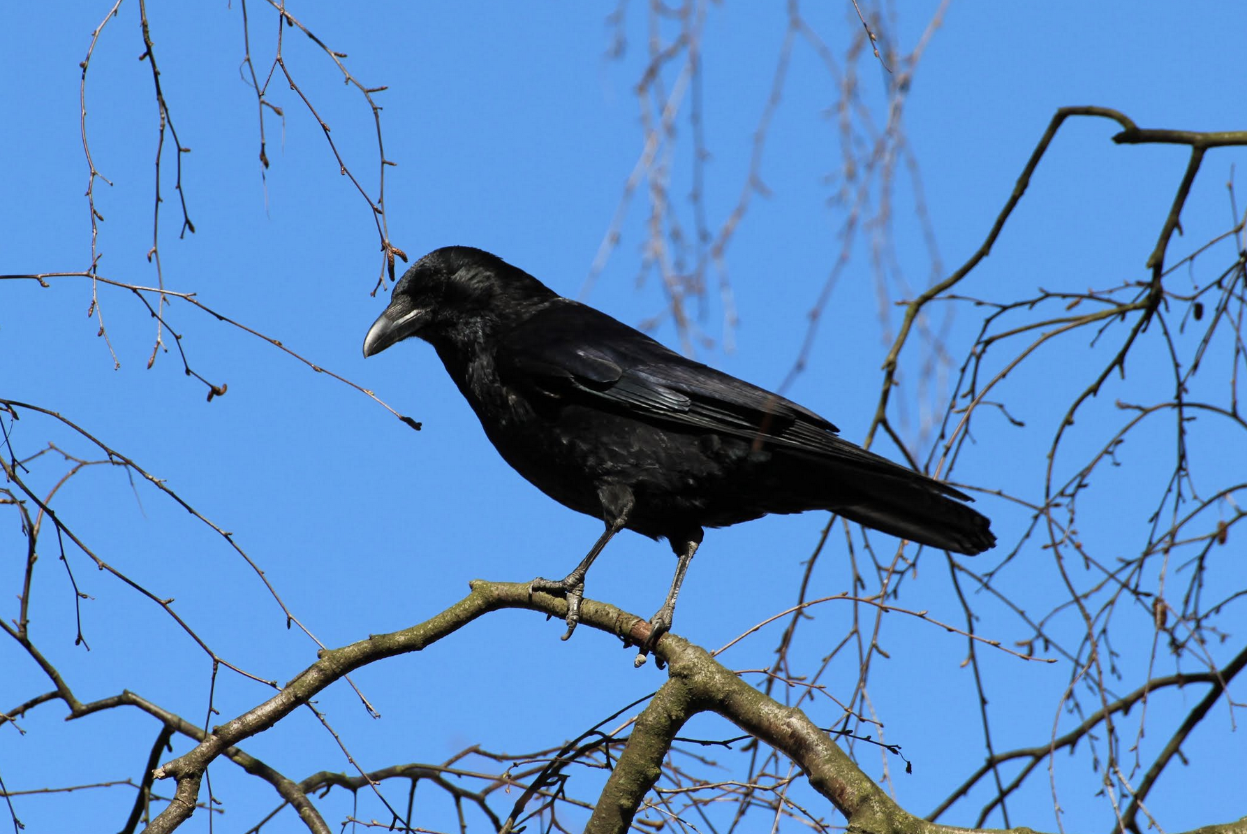 Черных э а. Вороны на огороде. К чему снится ворона черная. Приметы ворон на дереве. Сонник ворона черная.