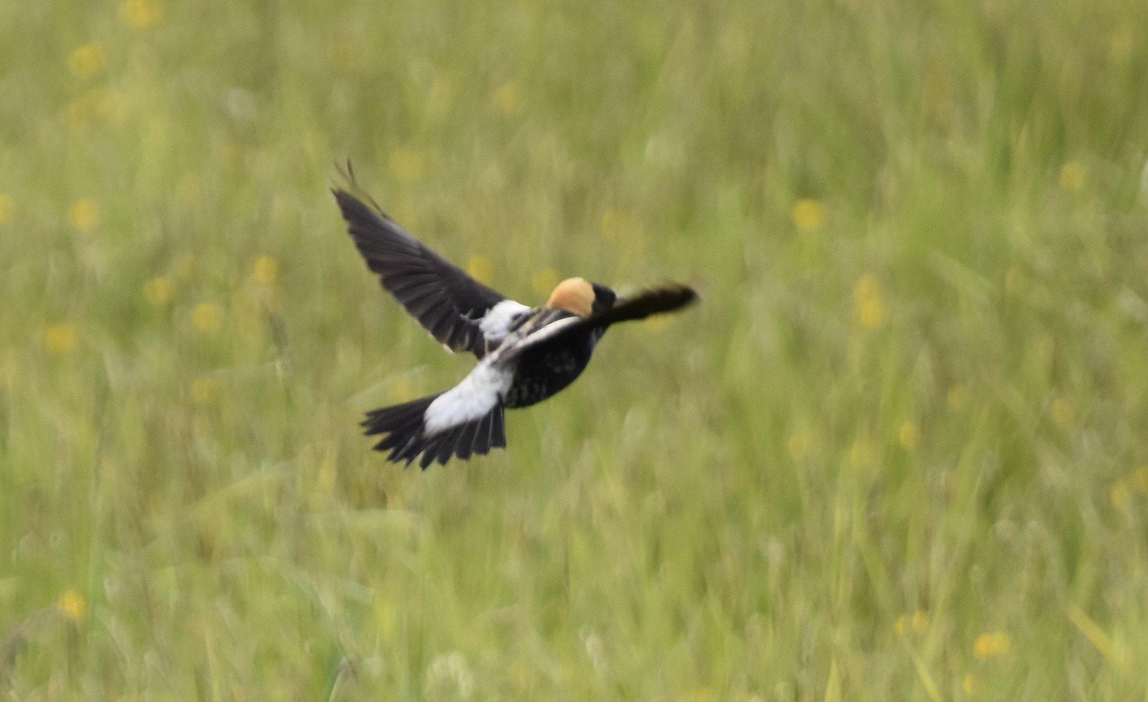 Mail bobolink flying over hayfield, his grassland breeding habitat.