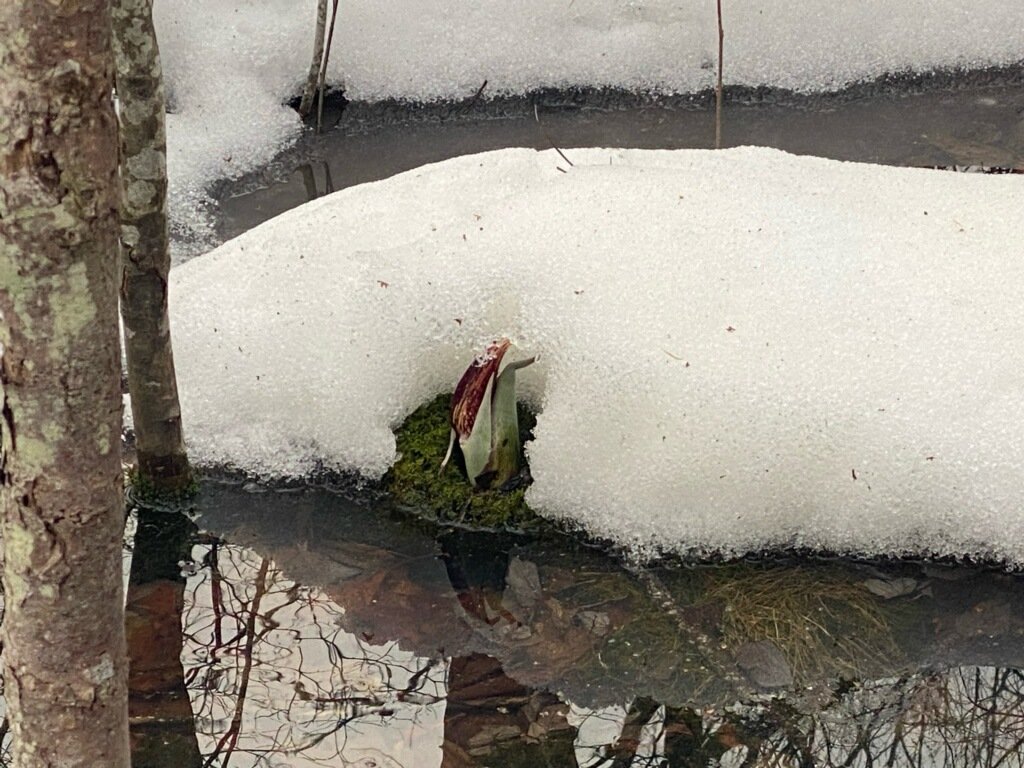 skunk cabbage emerges from melting snow on March 8, 2026