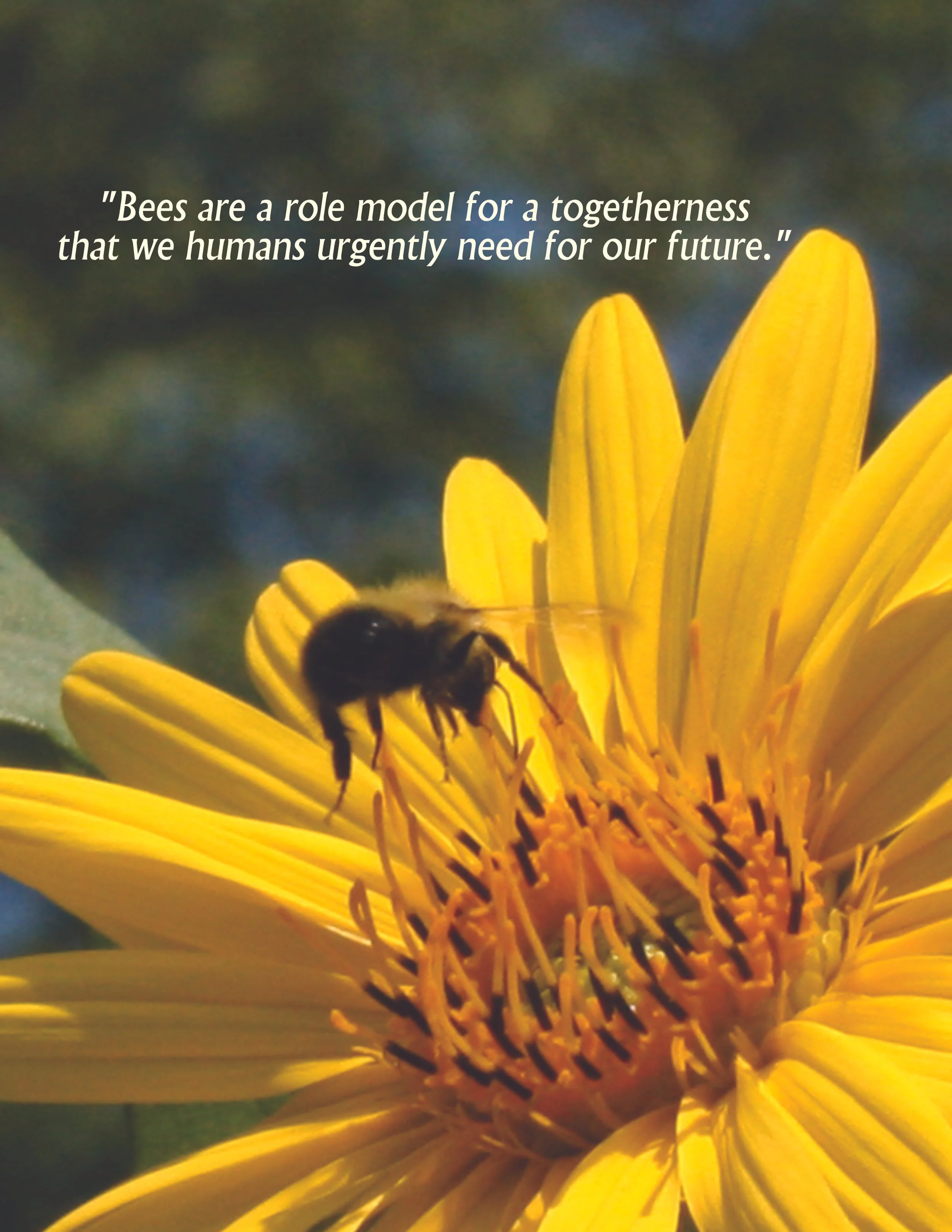 honeybee lands on a golden flower on a sunny day