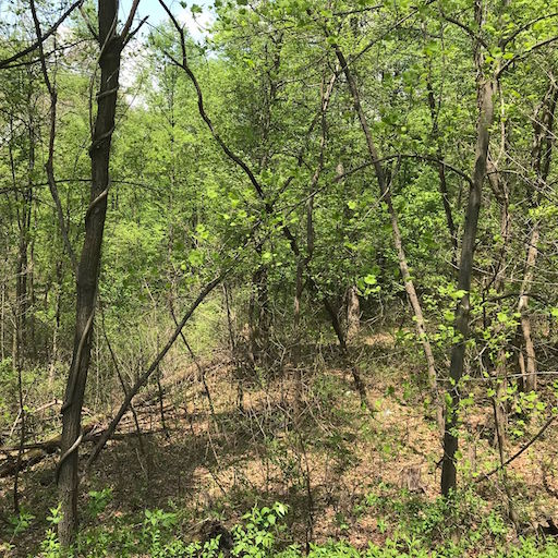 Return to Site 7