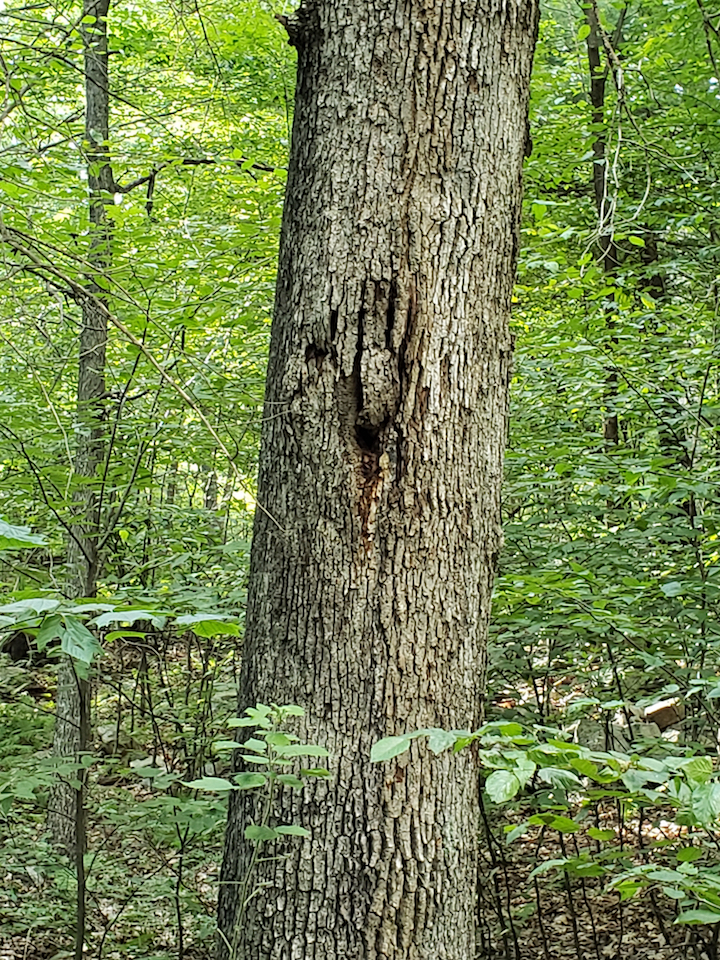 The hand tree