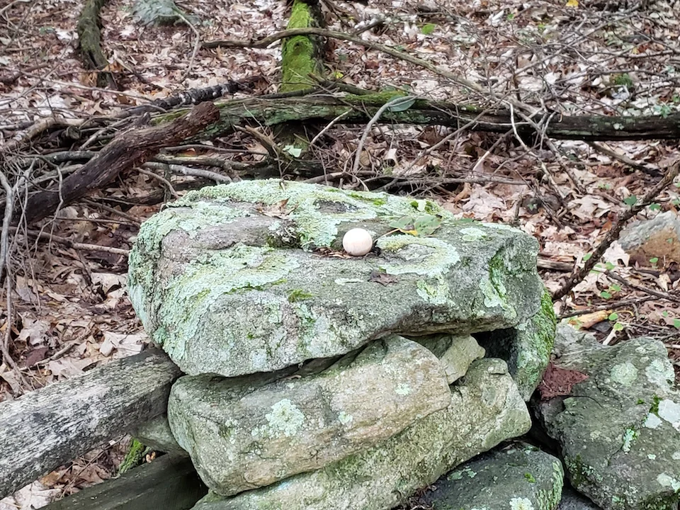 The cedar ball in its original position