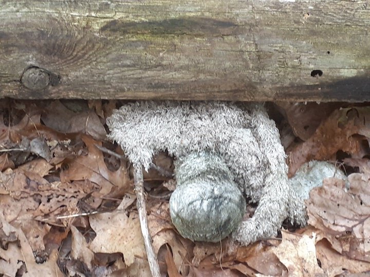 The remains of the pony stuffed animal, under a fence rail.