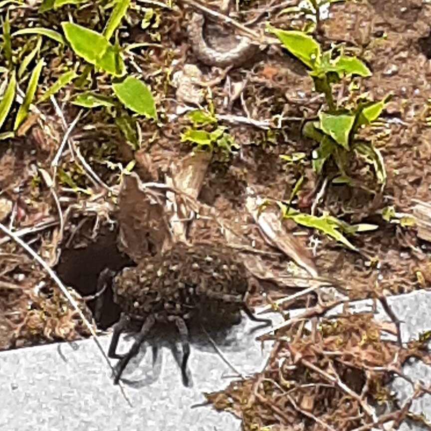 Wolf spider, close-up.