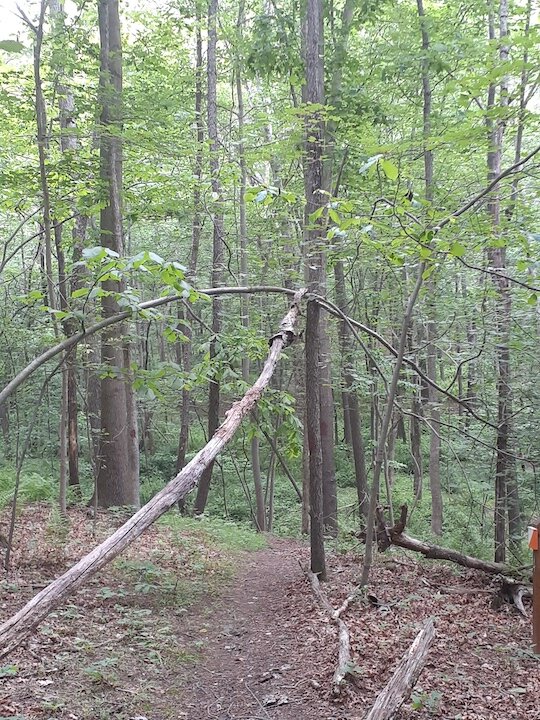 Possible tree structure found over the trail - about where we saw the eyeshine a few nights before.