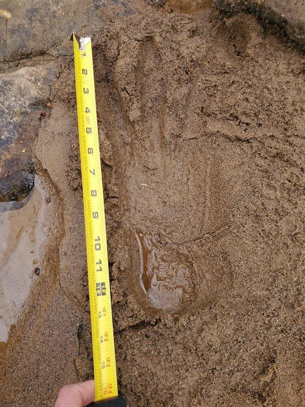 Bigfoot Sign Language — Strange Familiars