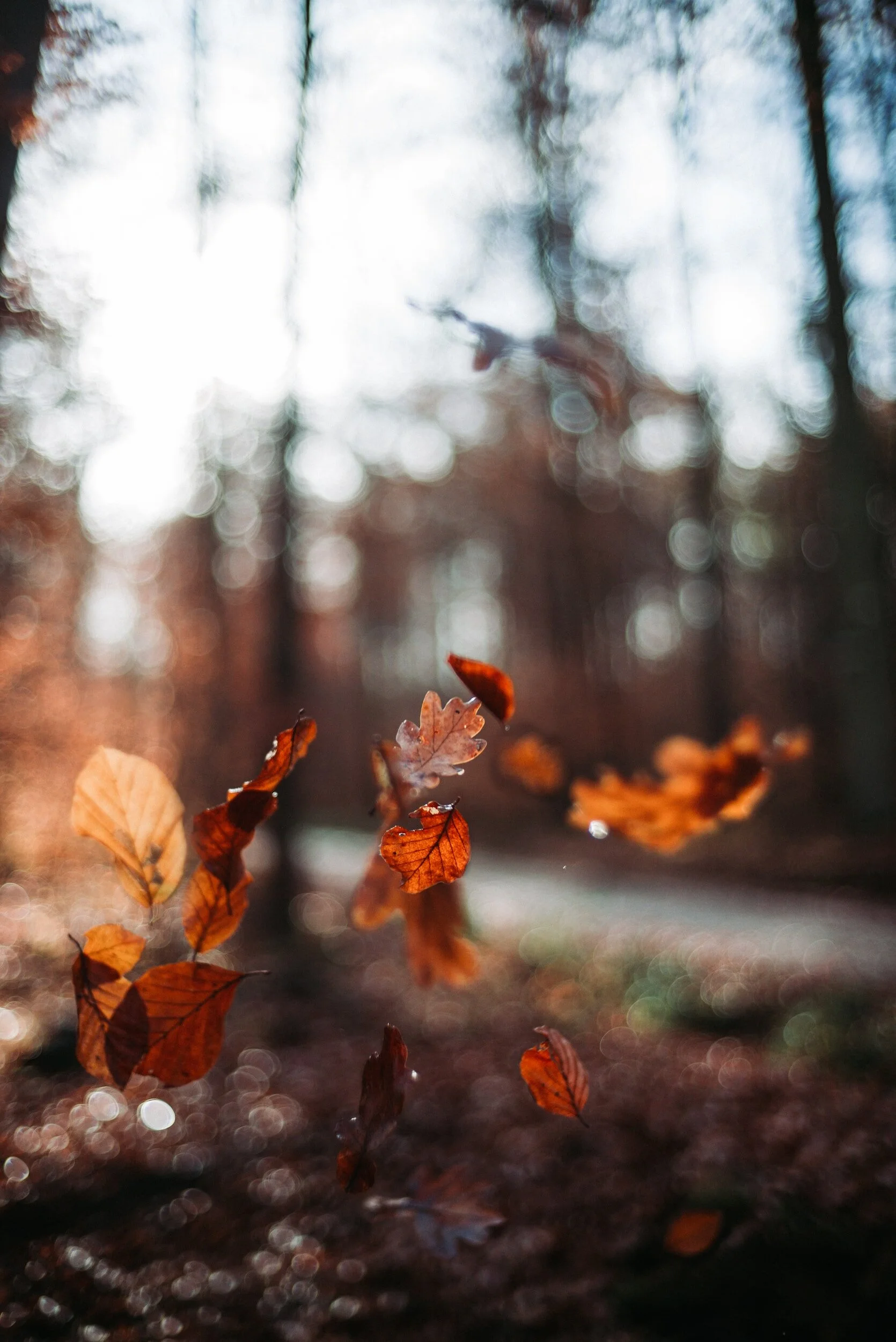 The Grace of Autumn: The Art of Letting Go in the Life Creation Cycle