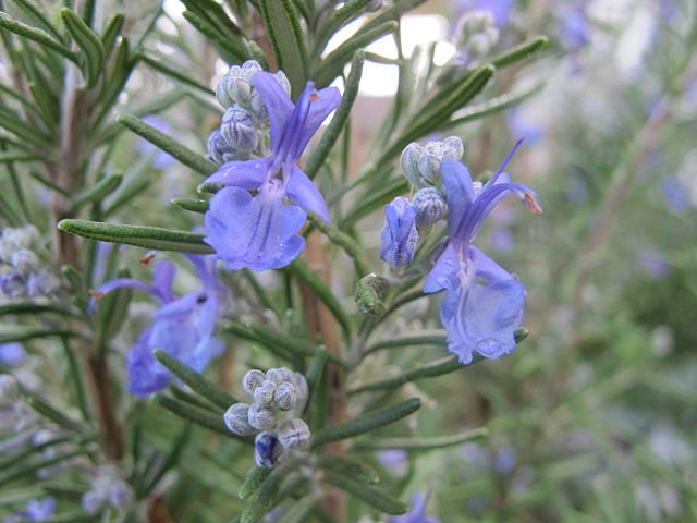 640px-Rosemary_in_bloom.jpeg