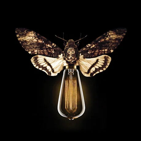 moth 2.jpg
