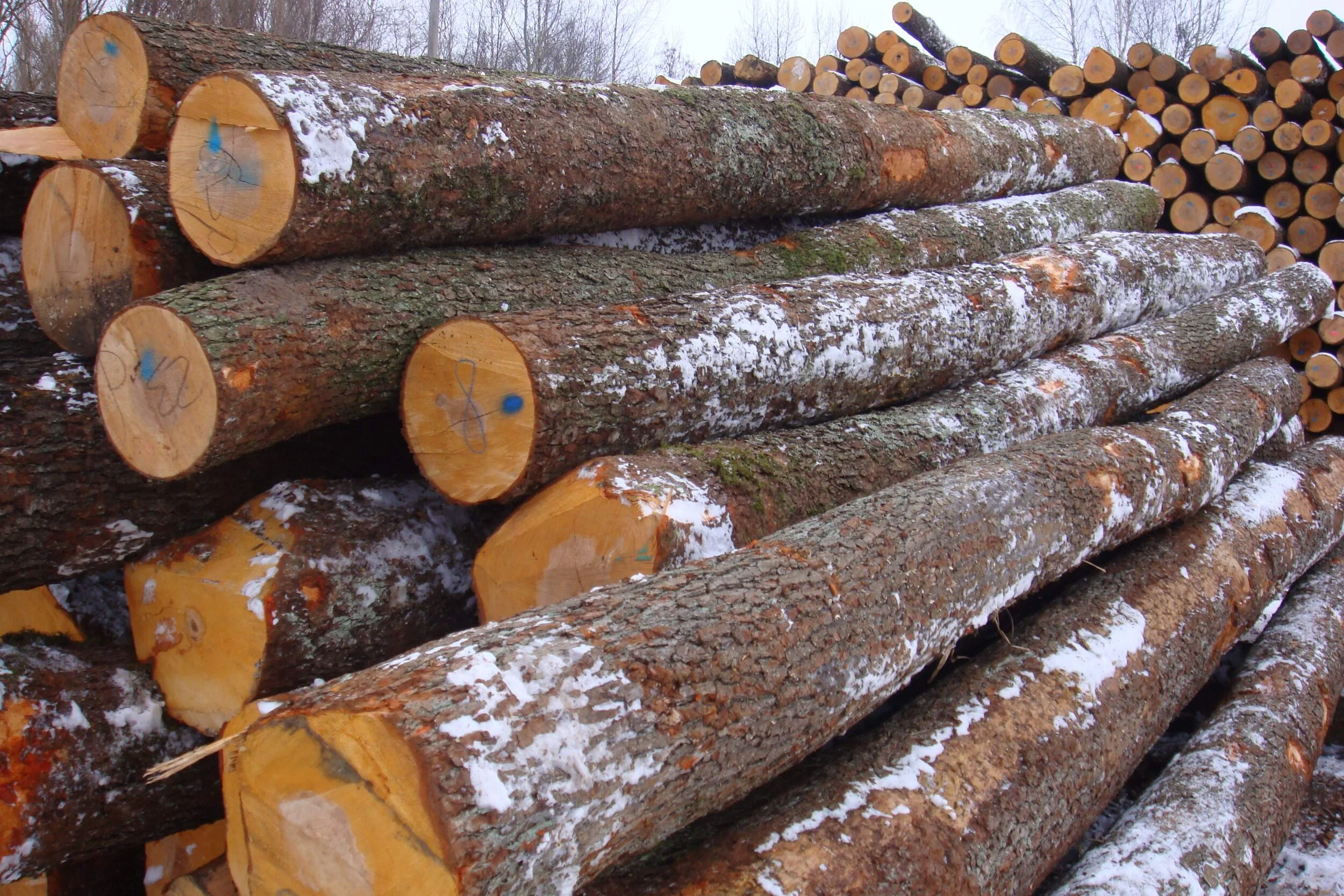 European Black Alder Logs
