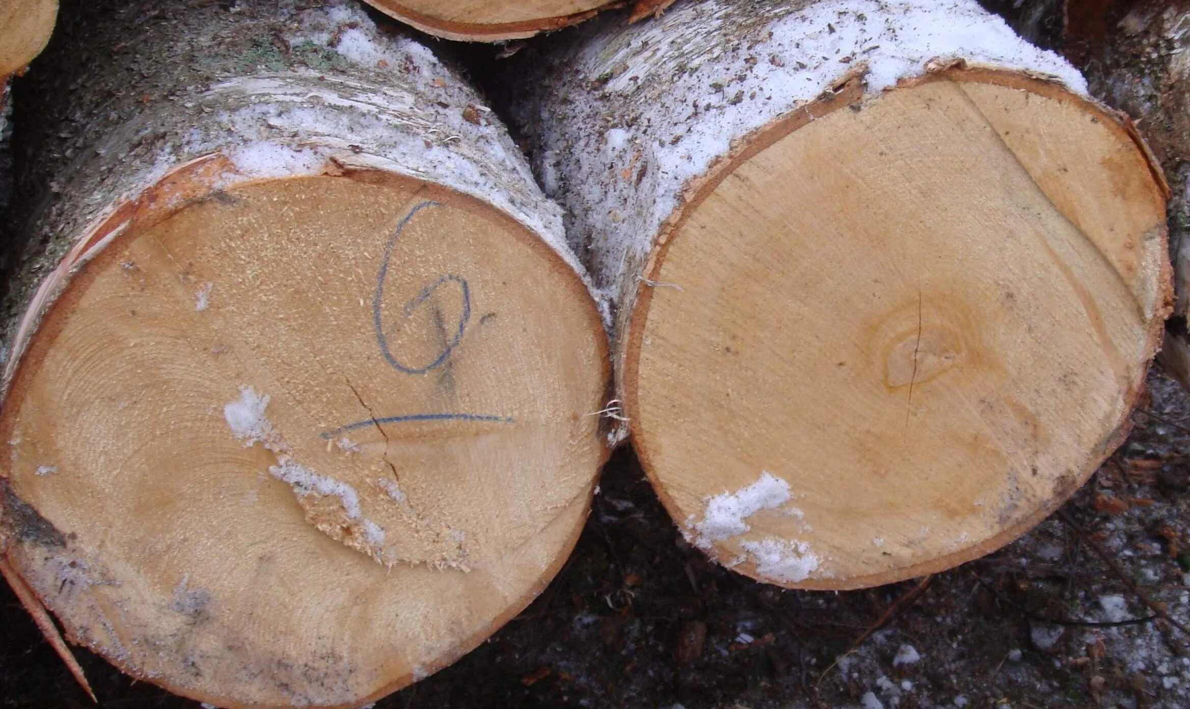 White Birch Logs