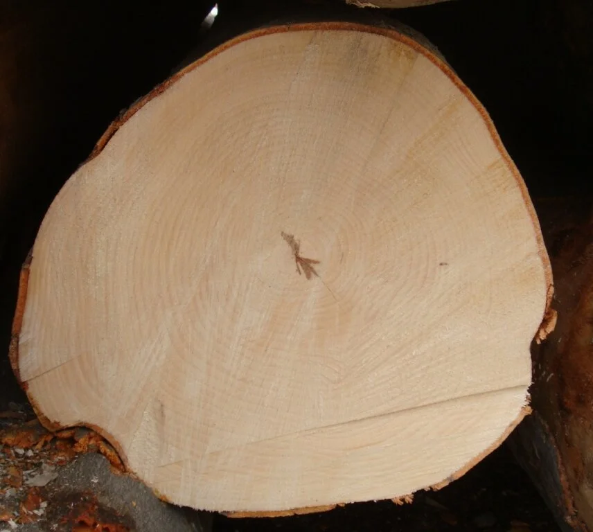 Beech - white - 4.JPG