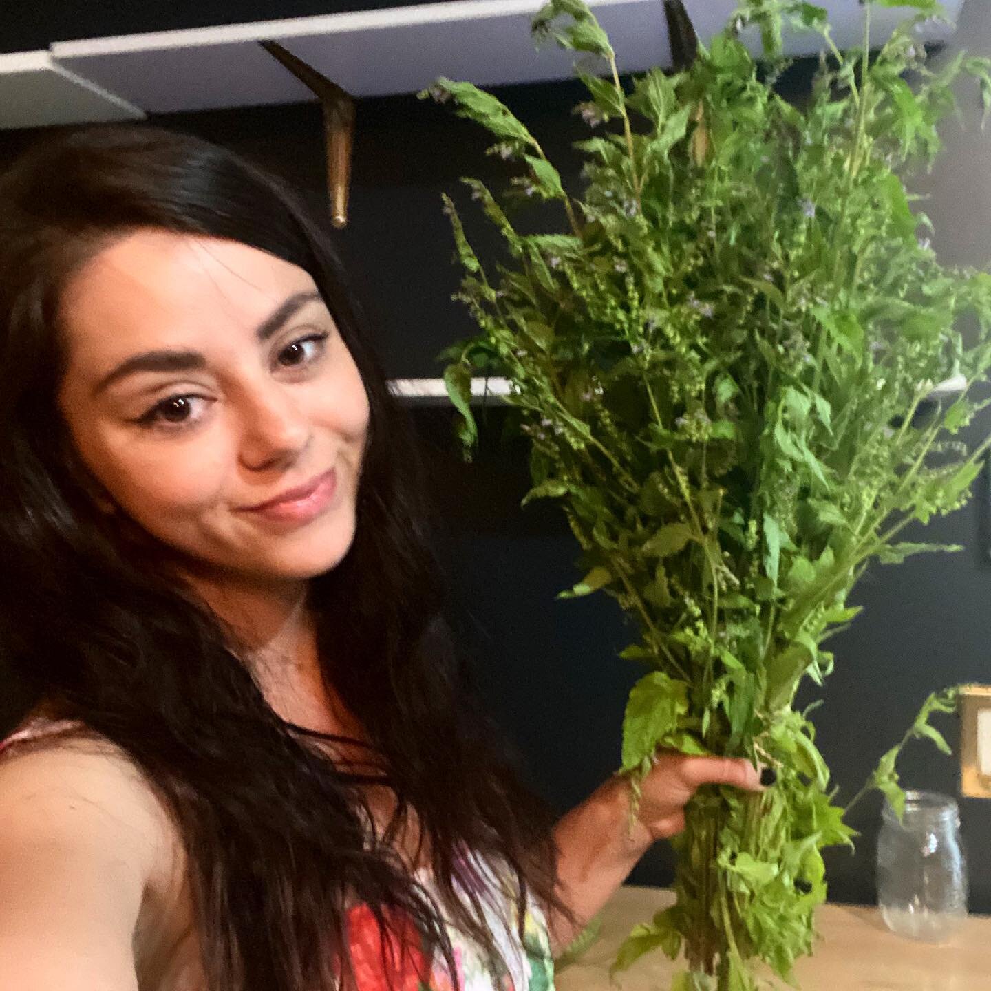 Beautiful Locally grown Skullcap from the loving farmers of @confluencefarmskelowna ~ 
.
Scutellaria ~
nourishing + calming + relieving + deeply restorative 
.
such a wonderful herb for the times we are in. 
.
This ally can provide soothing grace for