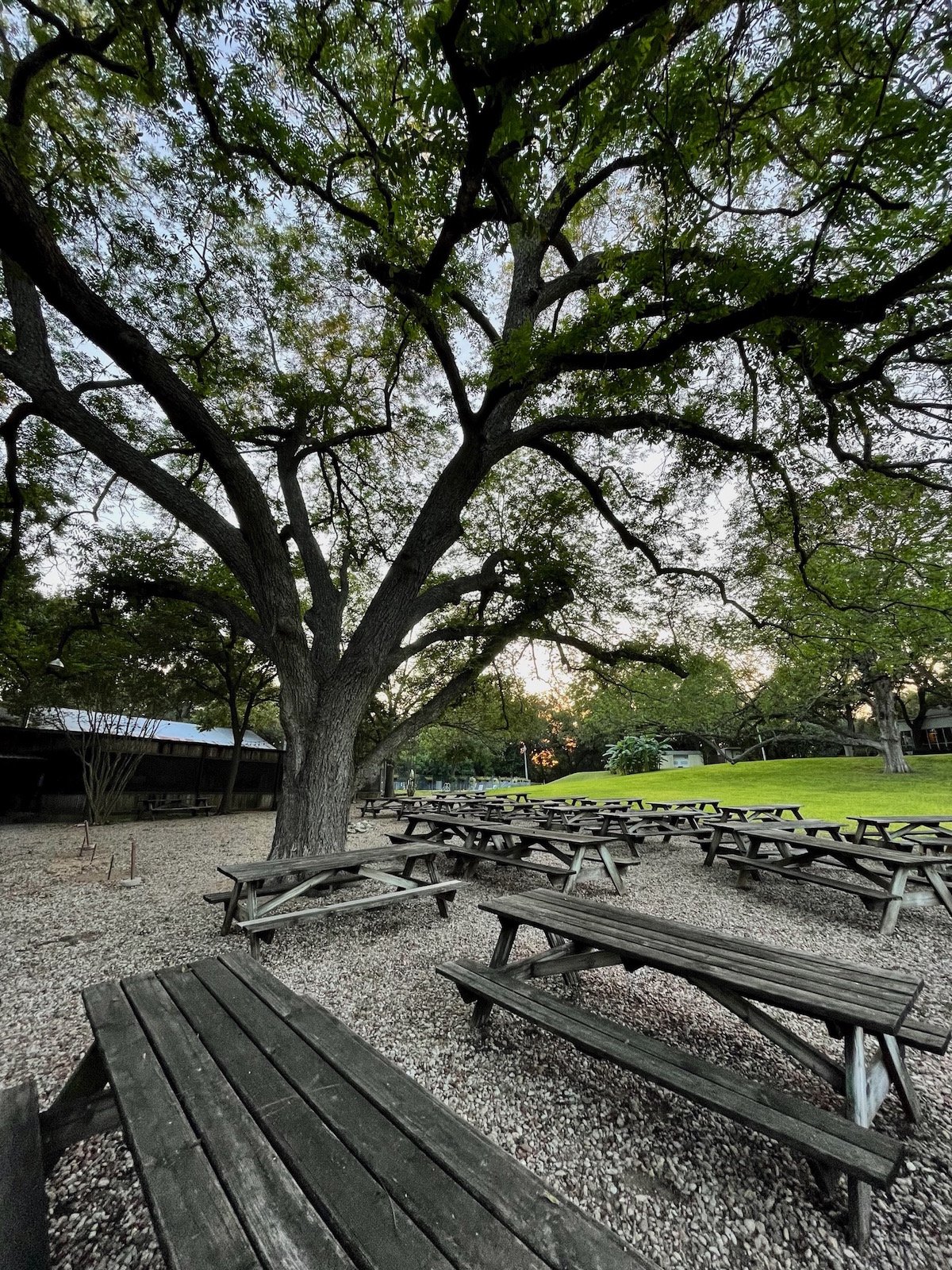 grounds big tree picnic tables.jpeg