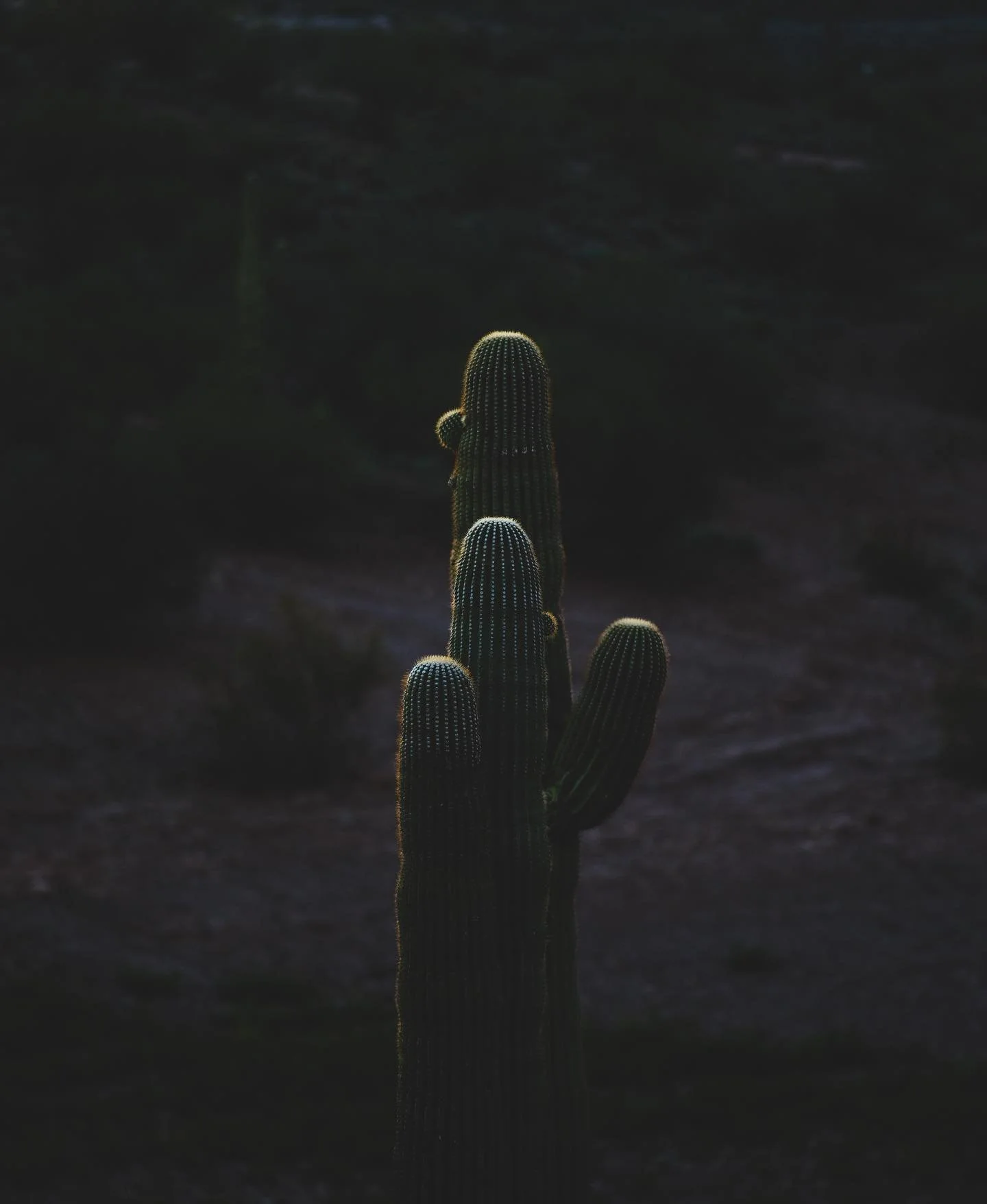 That&rsquo;s a cactus