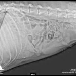 SinXray2-1-150x150.jpg
