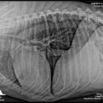 SinXray3-150x150.jpg