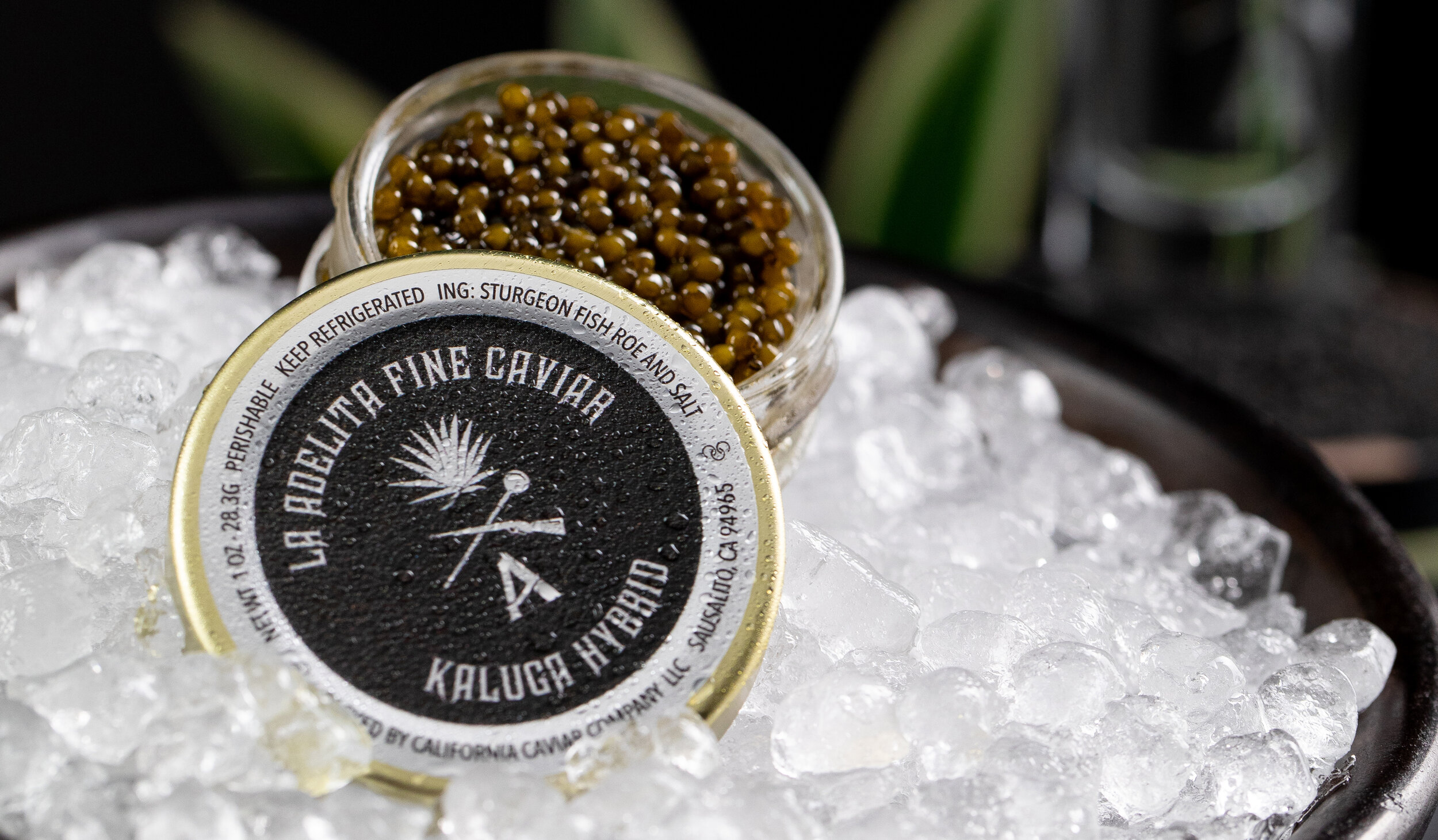 Kaluga Hybrid Caviar — La Adelita