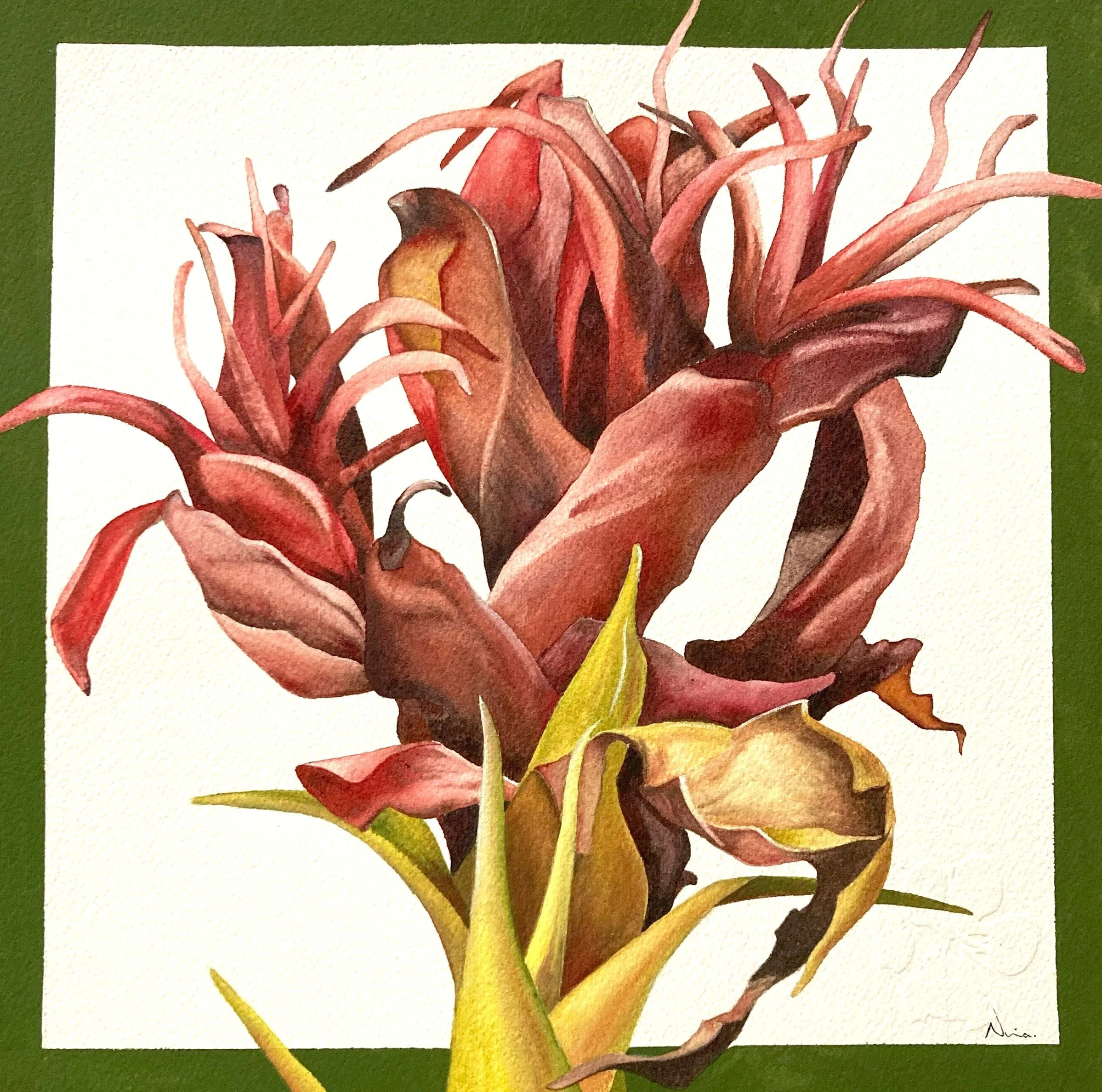 Nina Paine, Gymea Llily 2.jpg