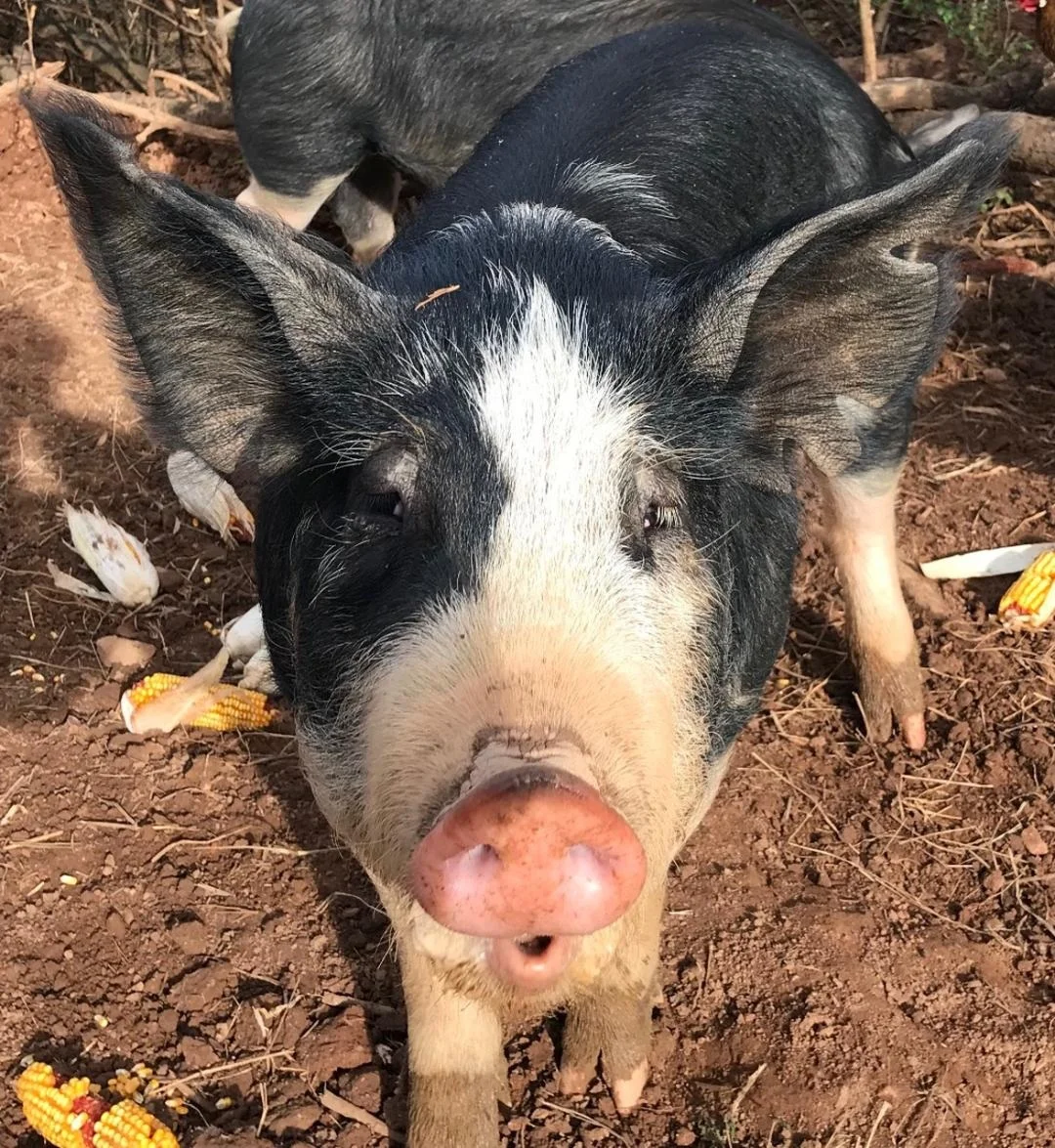 Travel Berkshire Pigs Hereford Cattle Beef Pork Nc Antler Springs Farm