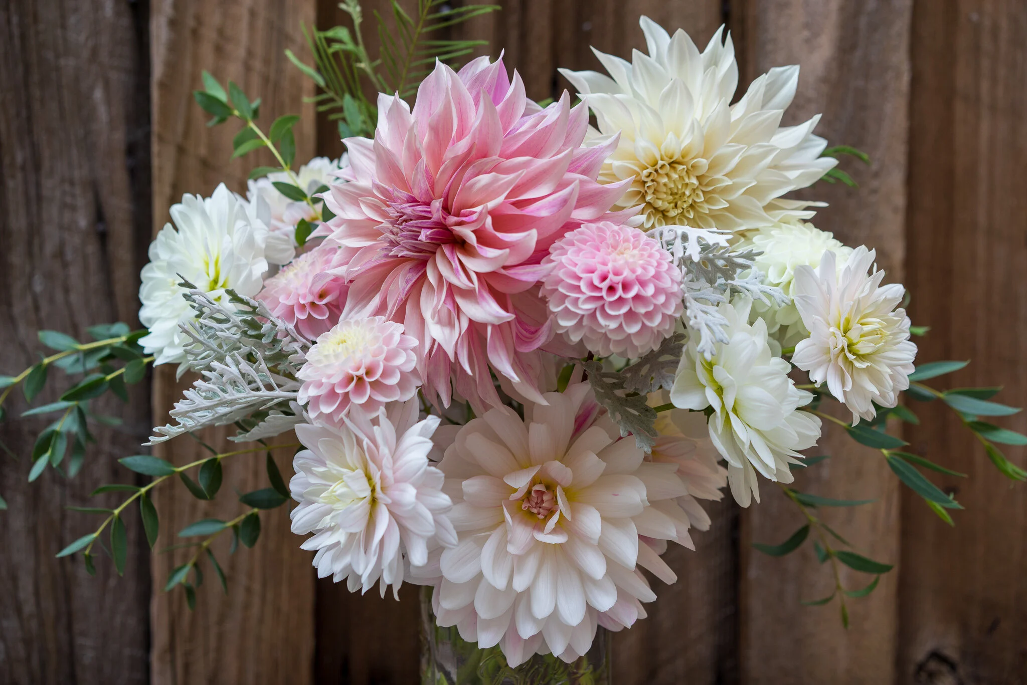 Dahlias