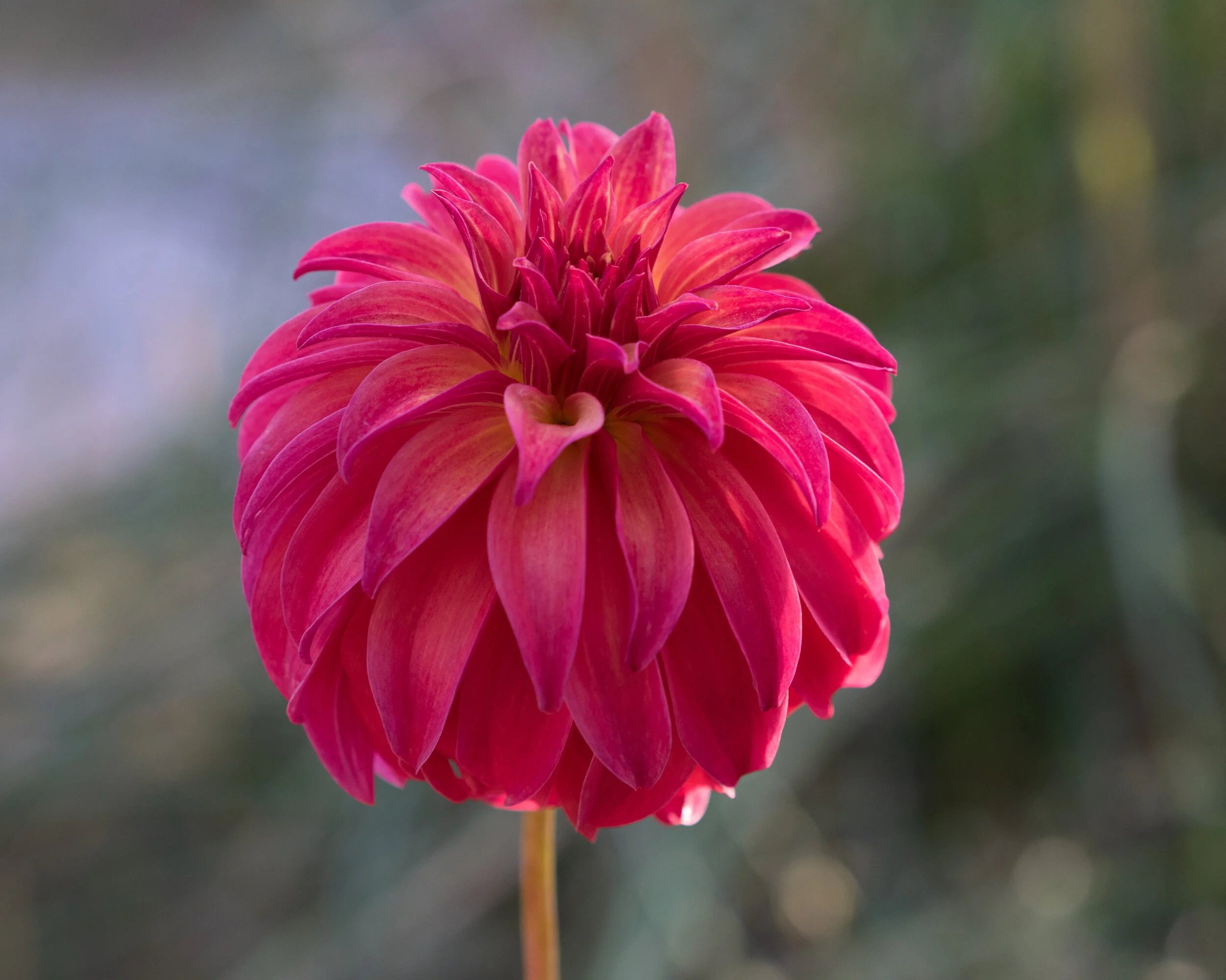 Dahlia Ms. Prissy