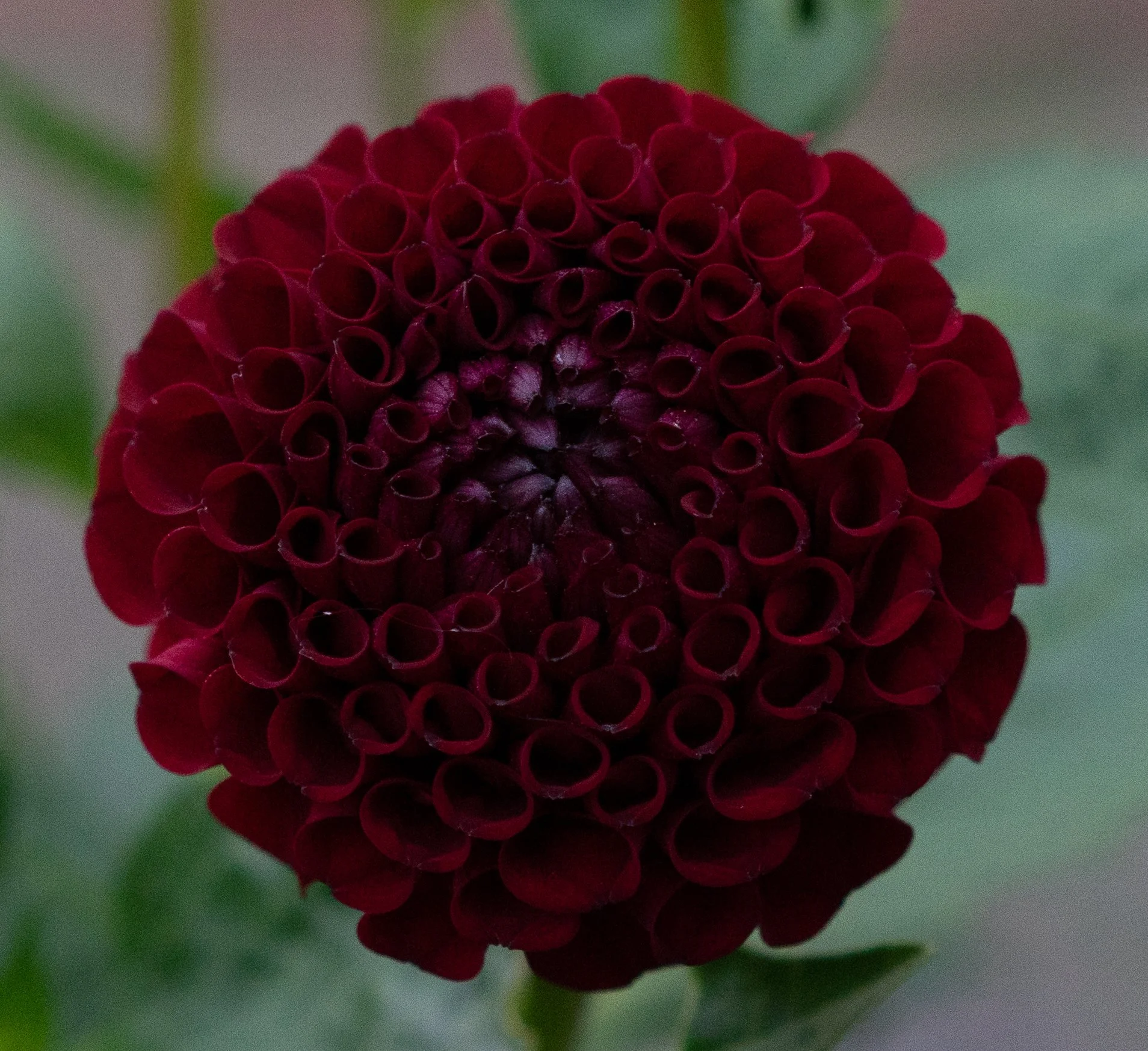 Dahlia Hollyhill Black Cherry