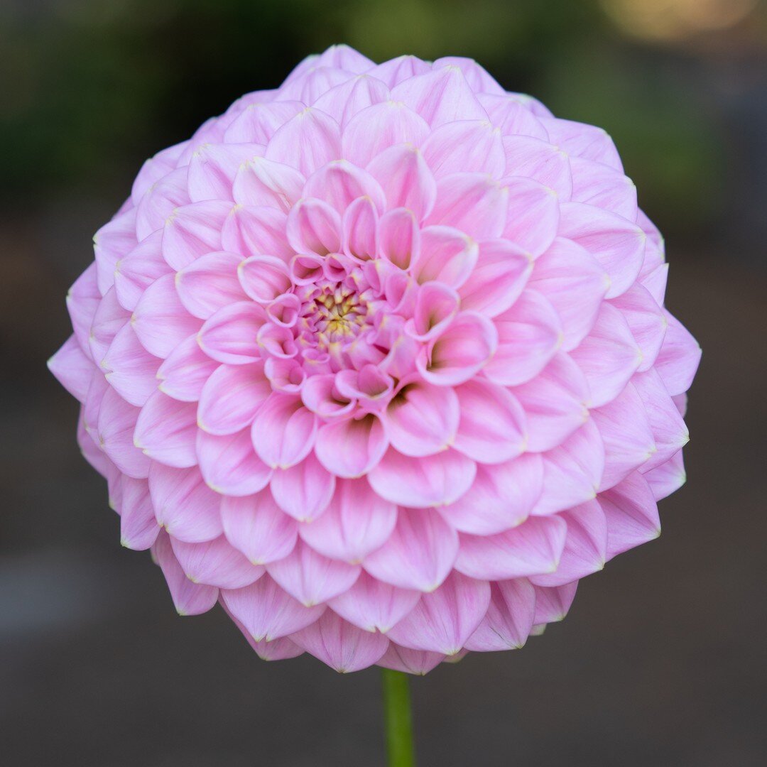 This beauty popped up mysteriously in the Dahlia patch &amp; I spent most of the summer trying to ID her. @Buckmoondahlias posted a pic of her &amp; finally the mystery was solved! Her name is Araluen Leatrice, she&rsquo;s a small formal decorative &