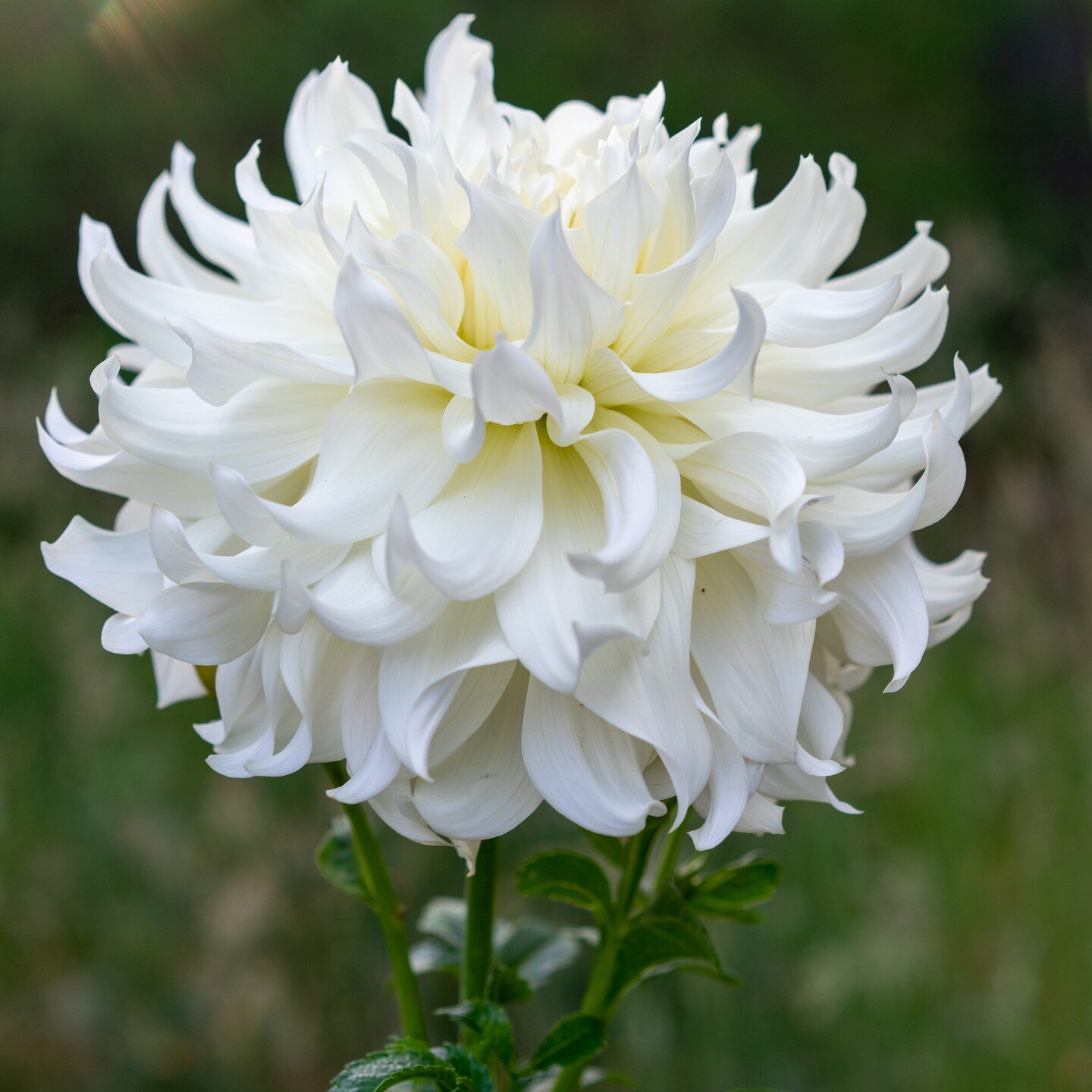 I love white Dahlias &amp; here is a new fave!