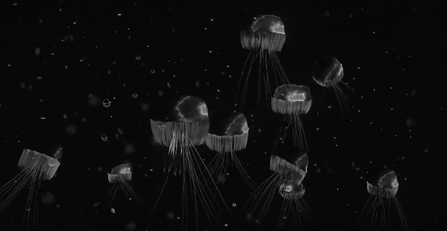jellys.gif