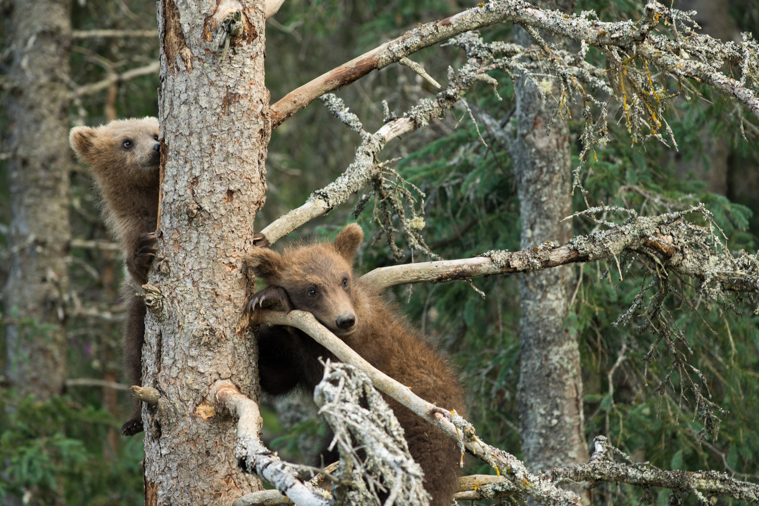 grizzly07.jpg